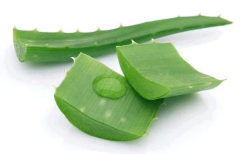 Aloe listy