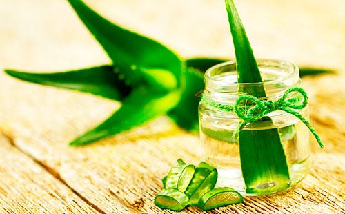 Aloe dans un bocal