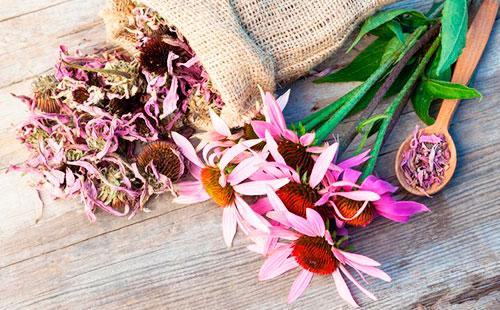 Fleurs d'échinacée sèches