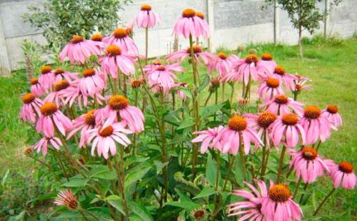 Echinacea dans le jardin