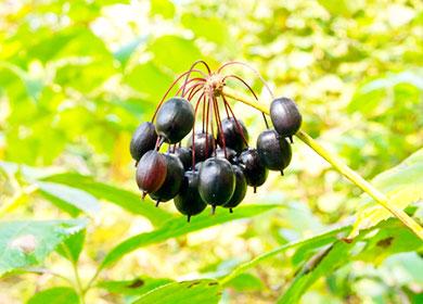 Un bouquet d'eleutherococcus