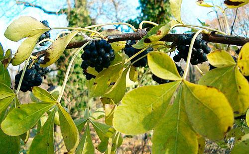 Branche d'Eleutherococcus