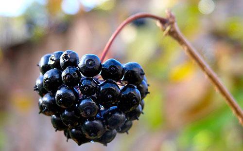 Baies d'Eleutherococcus