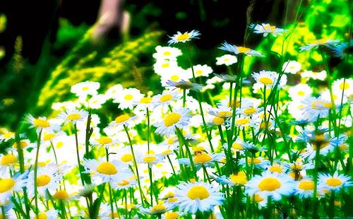 Marguerites sur le terrain