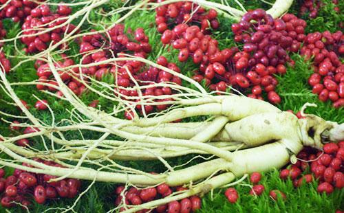 Baies et racines de ginseng