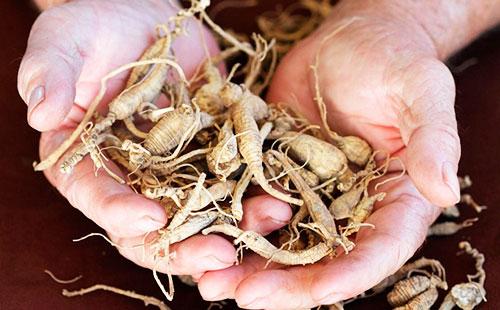 Racine de ginseng dans les mains