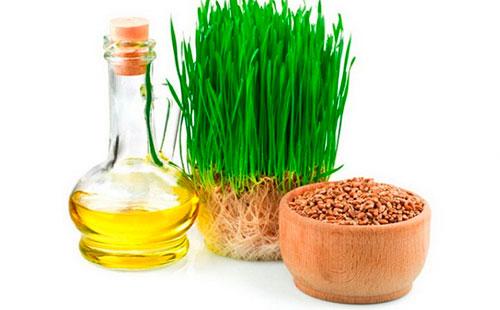 Blé germé et son huile