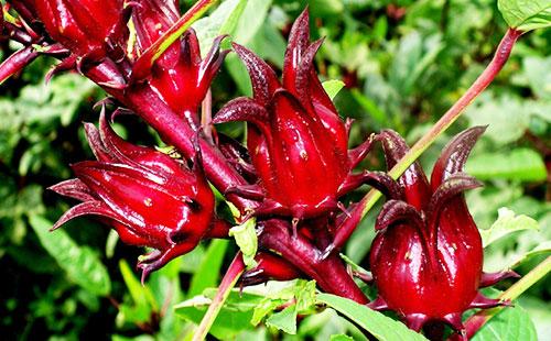 Hibiscus tomurcukları