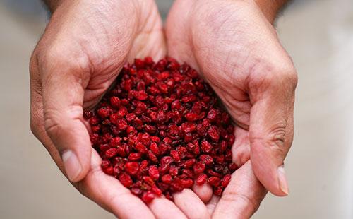 Barberry sa mga palad