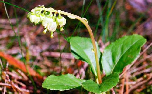 Pédoncule de l'utérus de porc