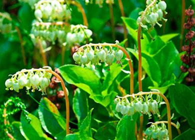 Pin utérus - fleurs