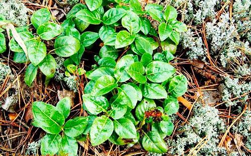 Feuilles de l'utérus