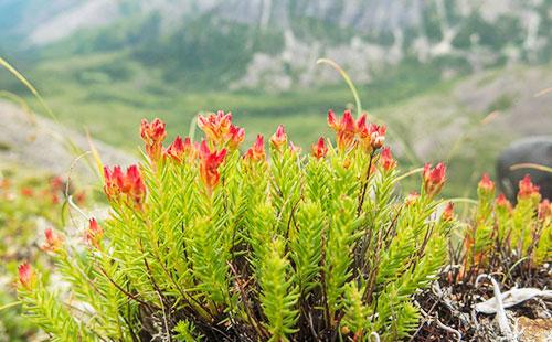 Bush de cepillo rojo