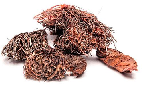 Raíces secas de pincel rojo