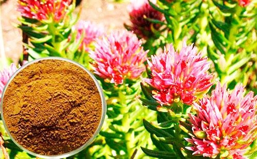 Cepillo rojo de la planta