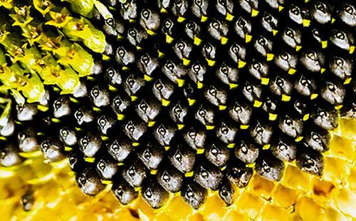 Graines de tournesol