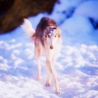 Красавицата Вихър върви по снега