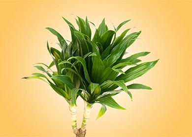 Dracaena sur fond jaune