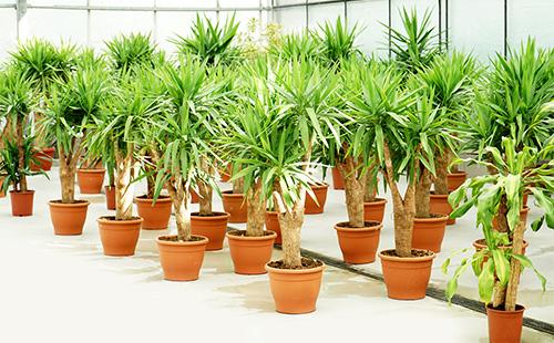 Saksı dracaena