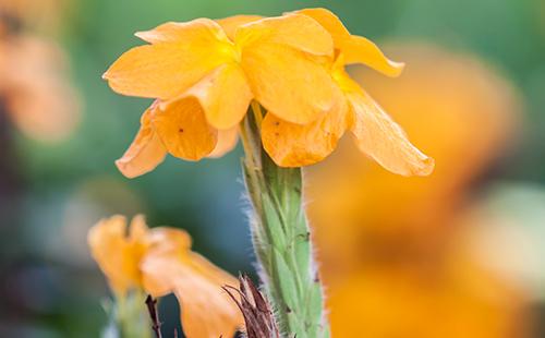 Flor tropical laranja