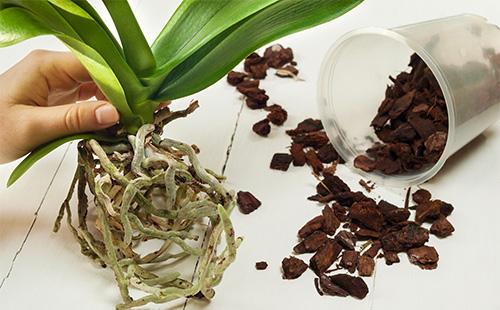 Replanter une orchidée