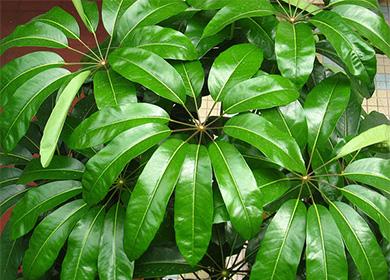 Sheffers de hoja verde