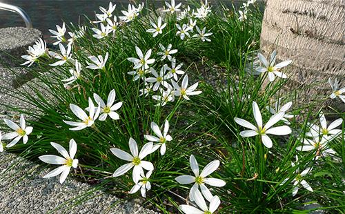Zephyranthes en el macizo de flores