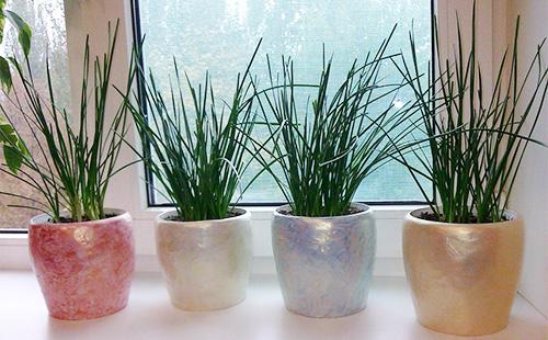 Hojas de zephyranthes