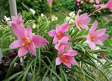 Zephyranthes Flowers