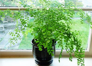 Adiantum dans un pot