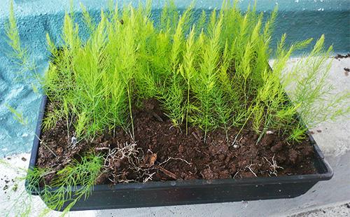 Asperges dans un bol