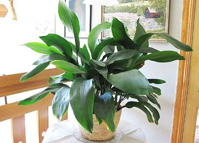 Aspidistra en pot