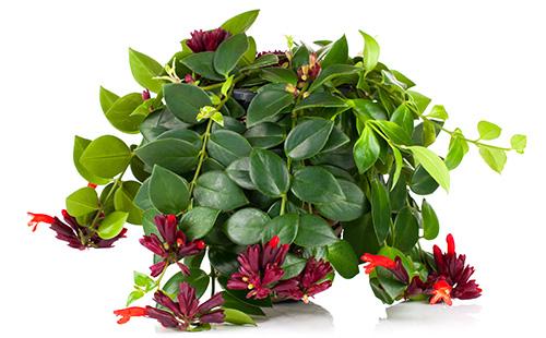 Aeschinanthus dans un pot