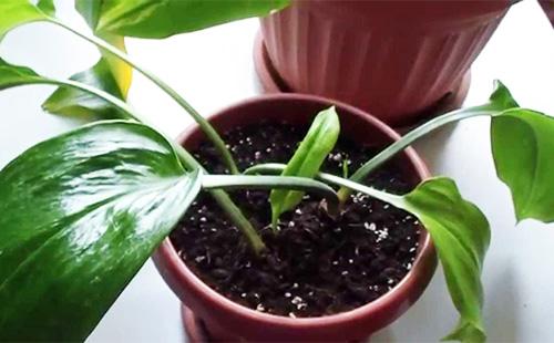 Feuilles d'eucharis en pot