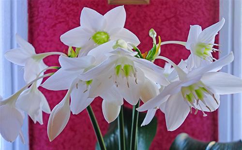Eucharis floraison