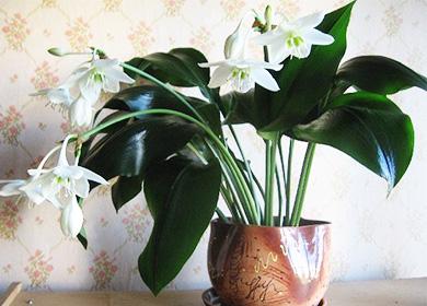 Eucharis fleurissant en pot