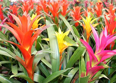 Namumulaklak na guzmania