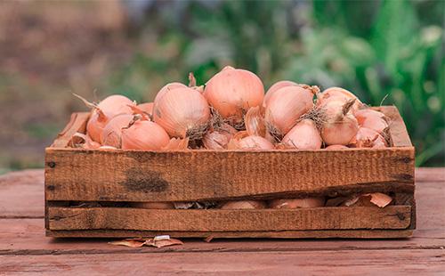 Oignons dans une boîte