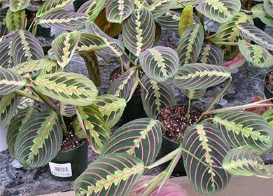 Pots de fleurs avec arrowroot