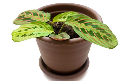 Germe d'Arrowroot dans un pot