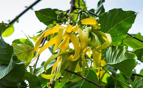 Fleurs Ylang Ylang