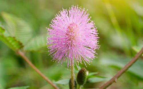 Flor mimosa
