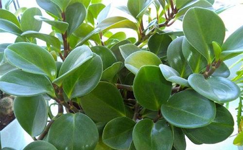 Feuilles de peperomia