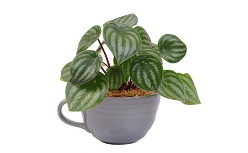 Renards rayés de peperomia