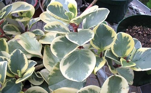 Peperomy tupolephique