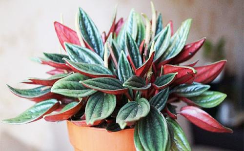 Peperomia dans un pot