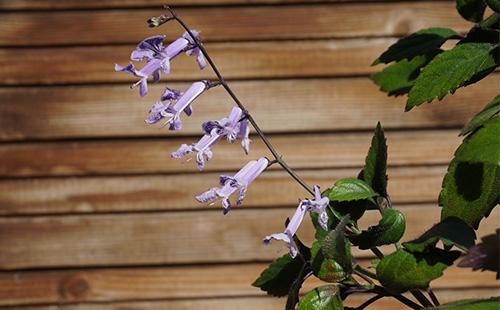 Plectranthus Fleurs
