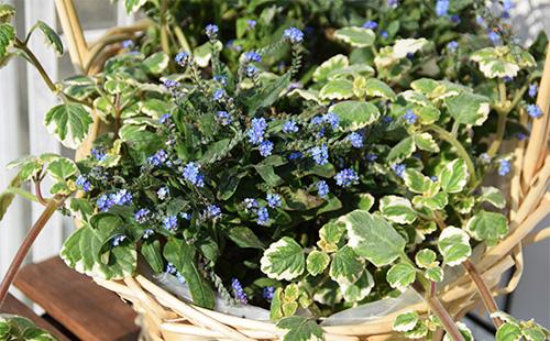 Plectranthus dans un panier avec myosotis