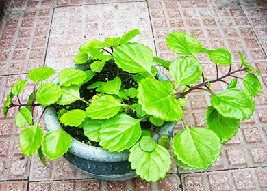 Plectranthus en pot