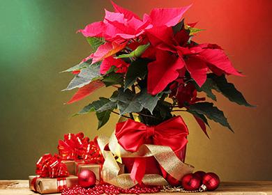 Poinsetia - Étoile de Noël